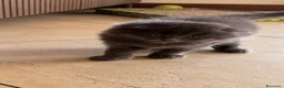 Scottish gatti in vendita: Cuccioli scottish fold - Annuncio 4
