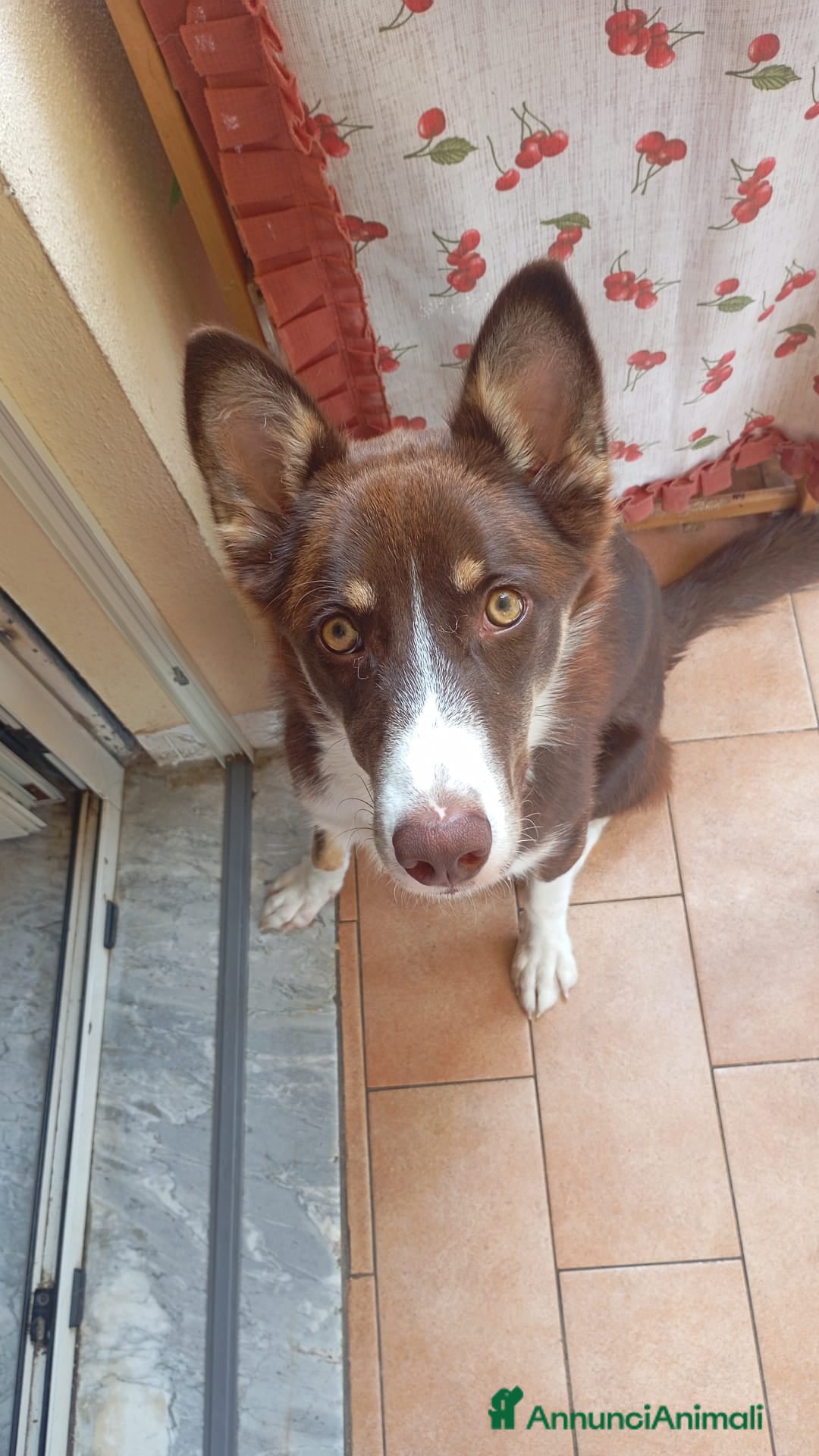 Meticcio cani in regalo: UNA MAMMA PER BADDY - Annuncio 2