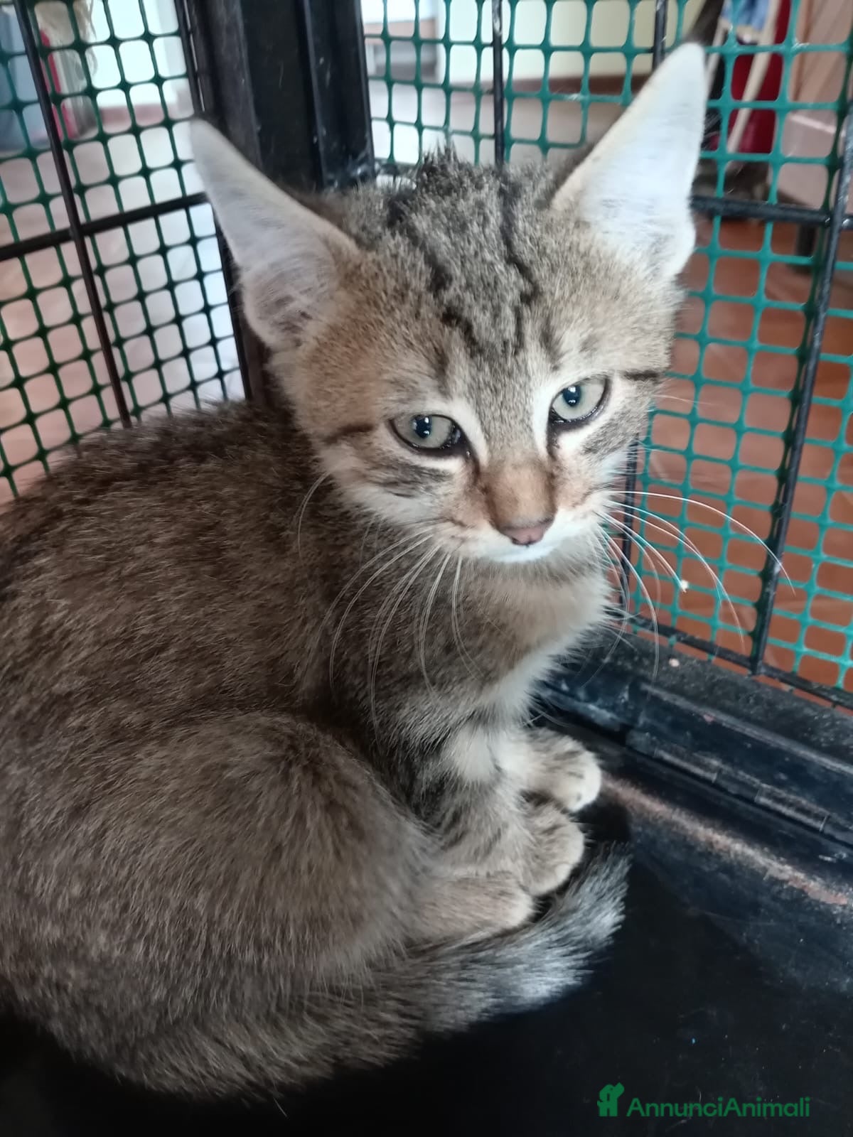 Europeo gatti in regalo: gatto cucciolo 2 mesi❤️ - Annuncio 10
