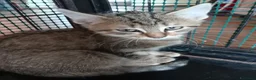 Europeo gatti in regalo: gatto cucciolo 2 mesi❤️ - Annuncio 1