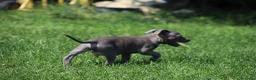 Pitbull cani in vendita: Cucciolo Pit Bull Blue con pedigree anche a rate - Annuncio 13