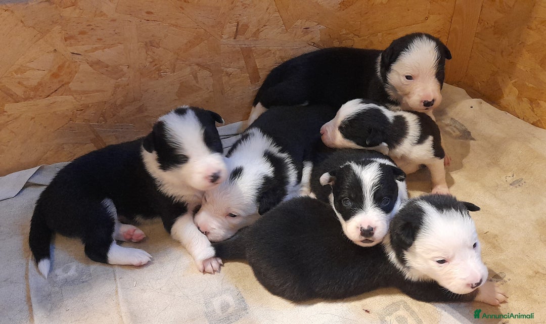 Border Collie cani in vendita: Cuccioli Border collie linea da lavoro  a Provincia di Modena - Immagine 6