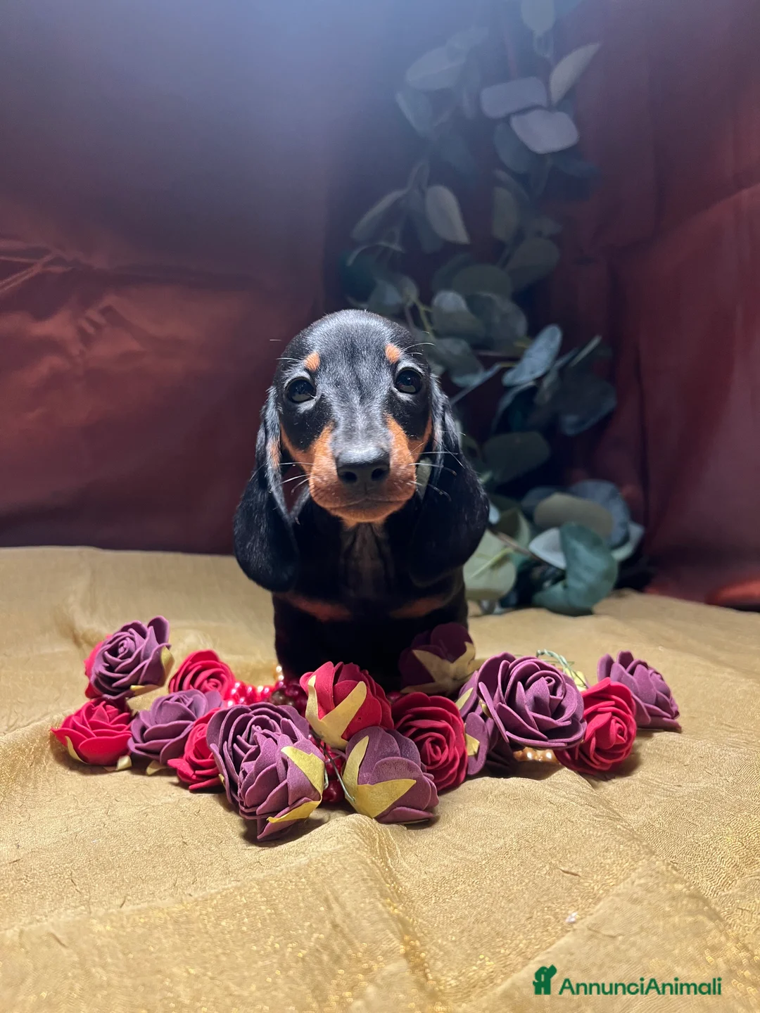 Bassotto cani in vendita: Cuccioli bassotto tedesco kaninchen e nano - Annuncio 7