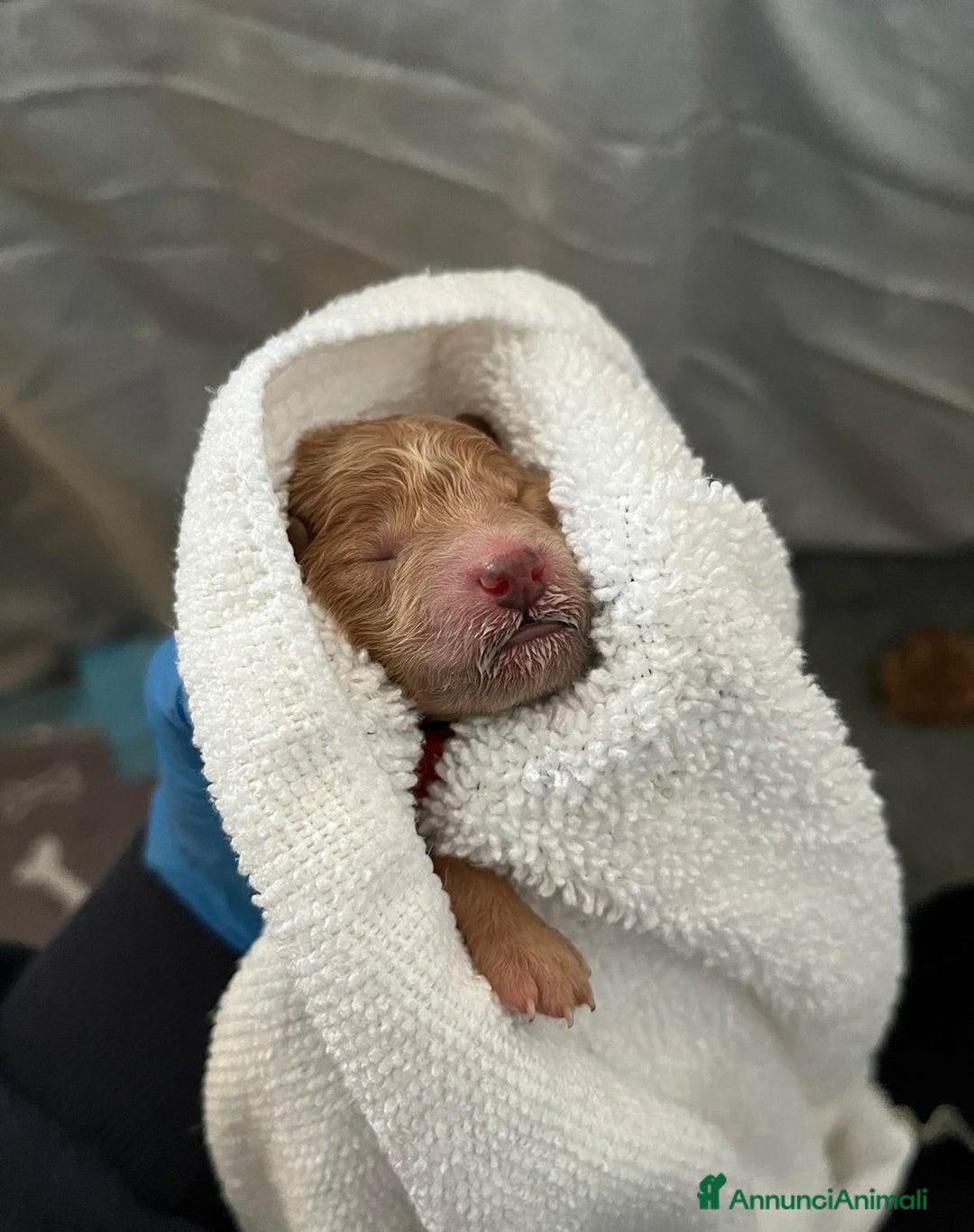 Barboncino Toy cani in vendita: 🏆 Cuccioli di barboncino ❤️Pronti a partire a Città metropolitana di Roma Capitale - Annuncio 8