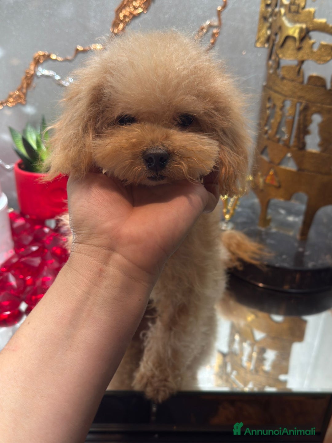 Barboncino cani in vendita: Barboncina color crema  - Annuncio 2