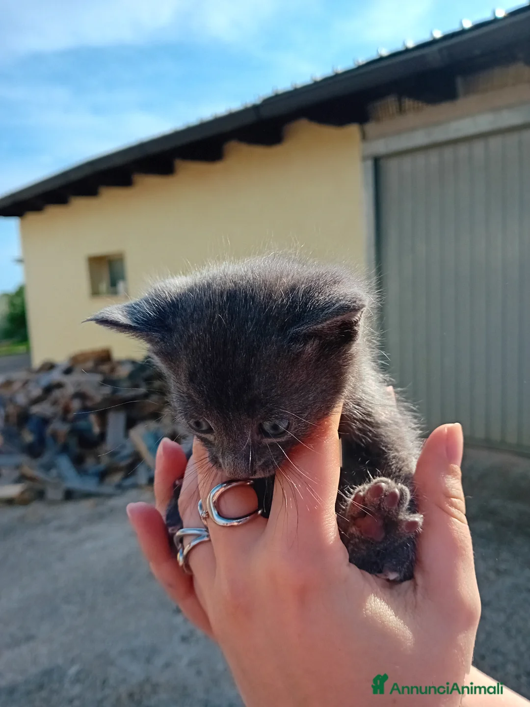 Meticcio gatti in regalo: Regaliamo cucciolo di gattino a Città metropolitana di Roma Capitale - Annuncio 3