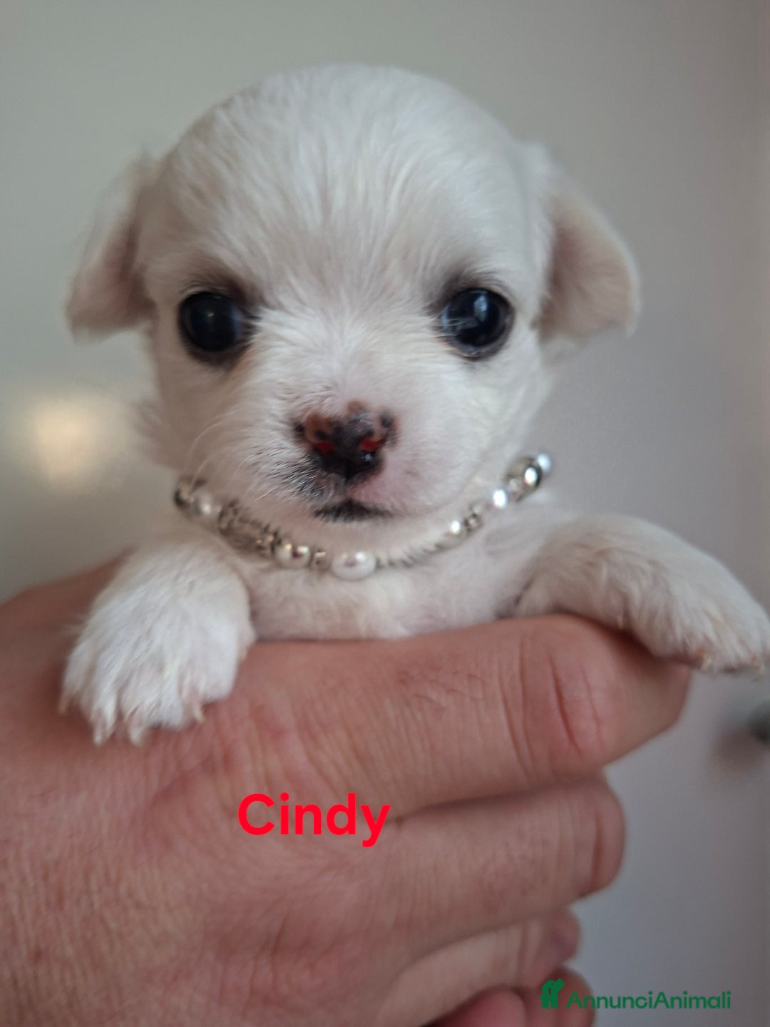 Chihuahua cani in vendita: Femmine chihuahua pelo lungo tg mini  - Annuncio 3