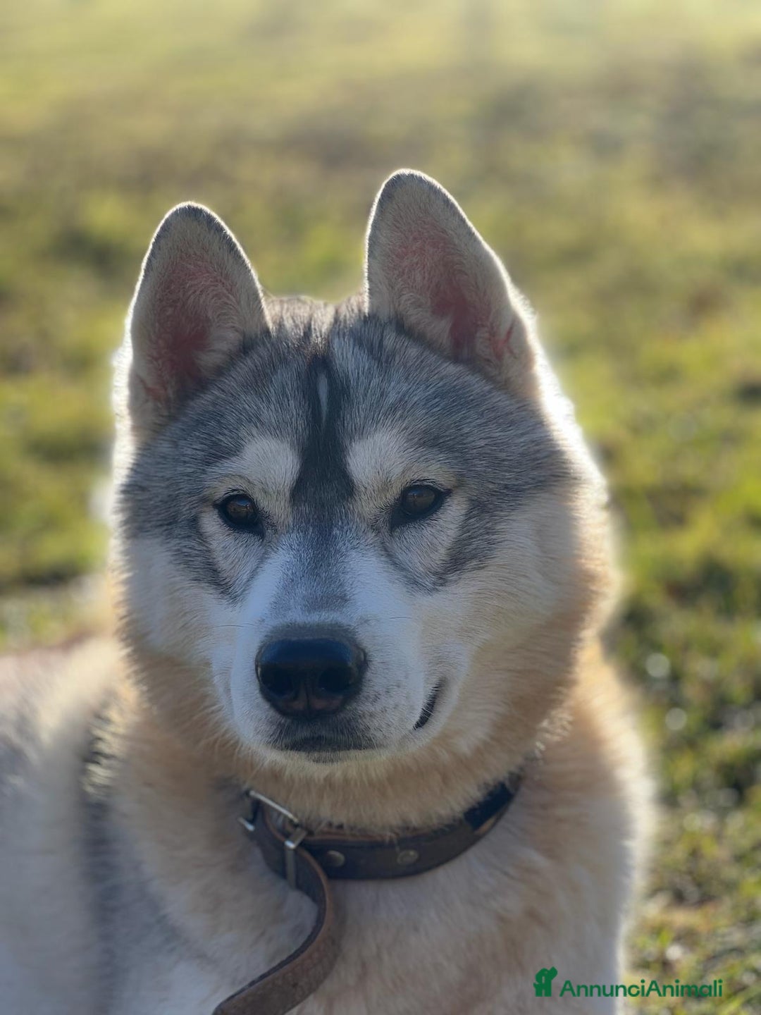 Husky cani per accoppiamento: Maschio di Siberian Husky per Monta a Provincia di Cuneo - Annuncio 1