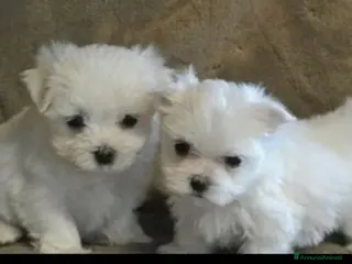 Maltese cani 2 cucciole di maltese - Annuncio 10