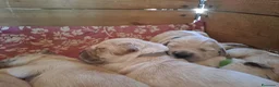 Golden Retriever cani in vendita: Cuccioli stupendi di golden retriever - Annuncio 4