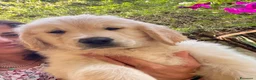 Golden Retriever cani in vendita: Cuccioli di Golden Retriever  - Annuncio 2
