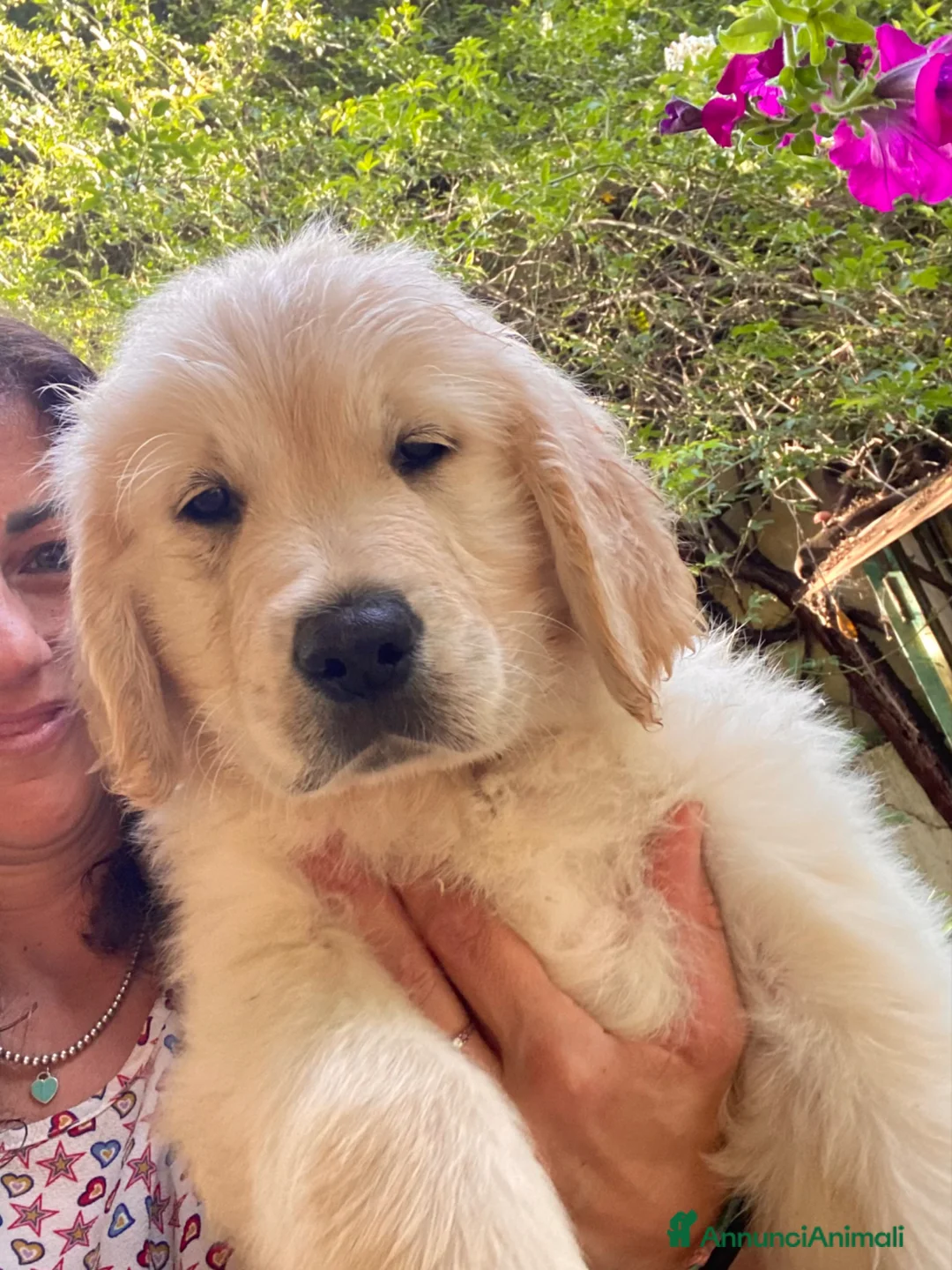 Golden Retriever cani in vendita: Cuccioli di Golden Retriever  - Annuncio 2