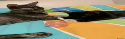 Meticcio gatti in regalo: Mea, micina deliziosa, quasi 4 mesi  - Annuncio 7