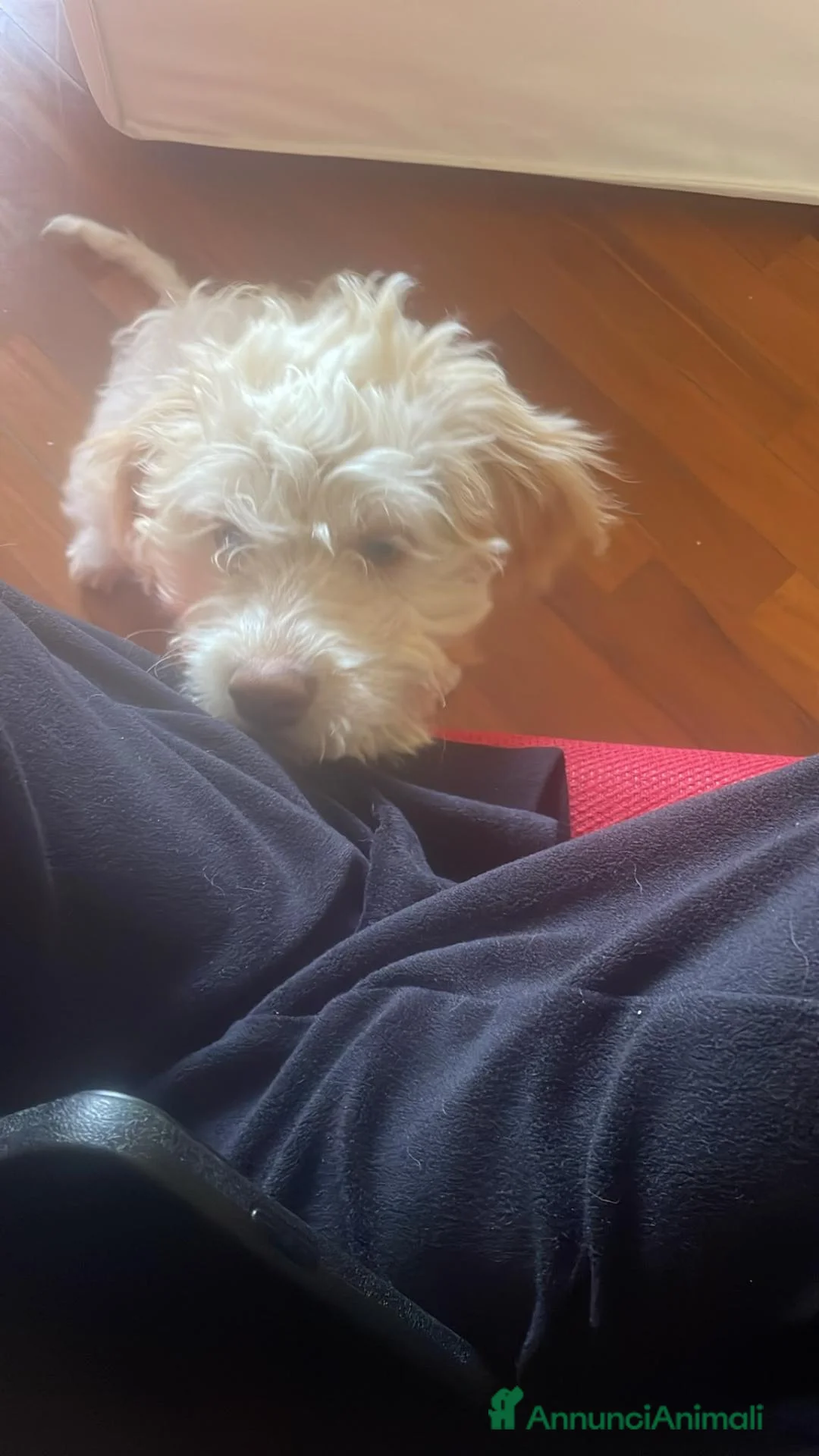 Lagotto cani in vendita: Cucciola Lagotto 3 mesi - Annuncio 3