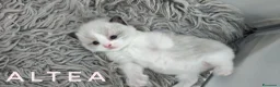 Ragdoll gatti in vendita: Femminucce ragdoll seal bicolore  a Città Metropolitana di Napoli - Annuncio 4