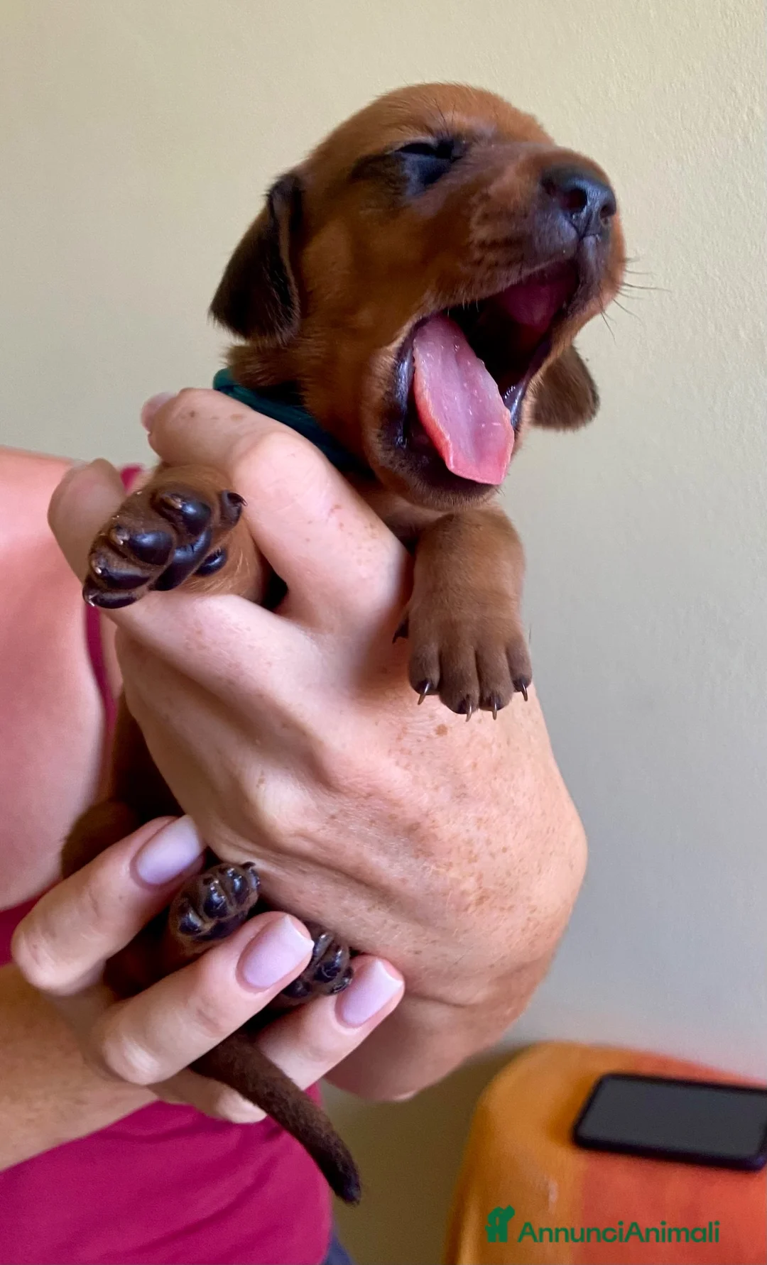 Bassotto cani in vendita: CUCCIOLI BASSOTTI STANDARD - Annuncio 1