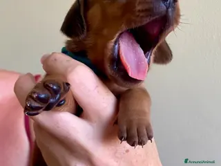 Bassotto cani CUCCIOLI BASSOTTI STANDARD - Annuncio 1