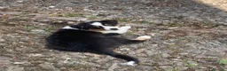 Australian Shepherd cani in vendita: Bellissime cucciole di pastore australiano - Annuncio 9