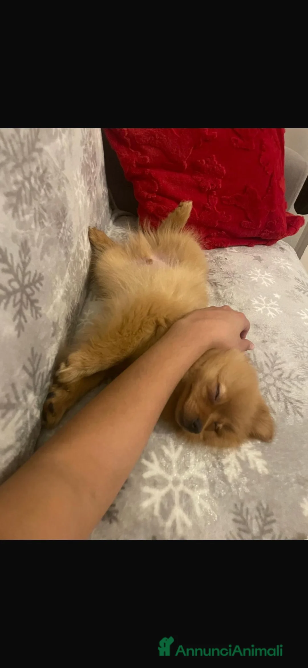 Volpino Pomerania cani in vendita: Volpino Pomerania  a Provincia di Lodi - Annuncio 4