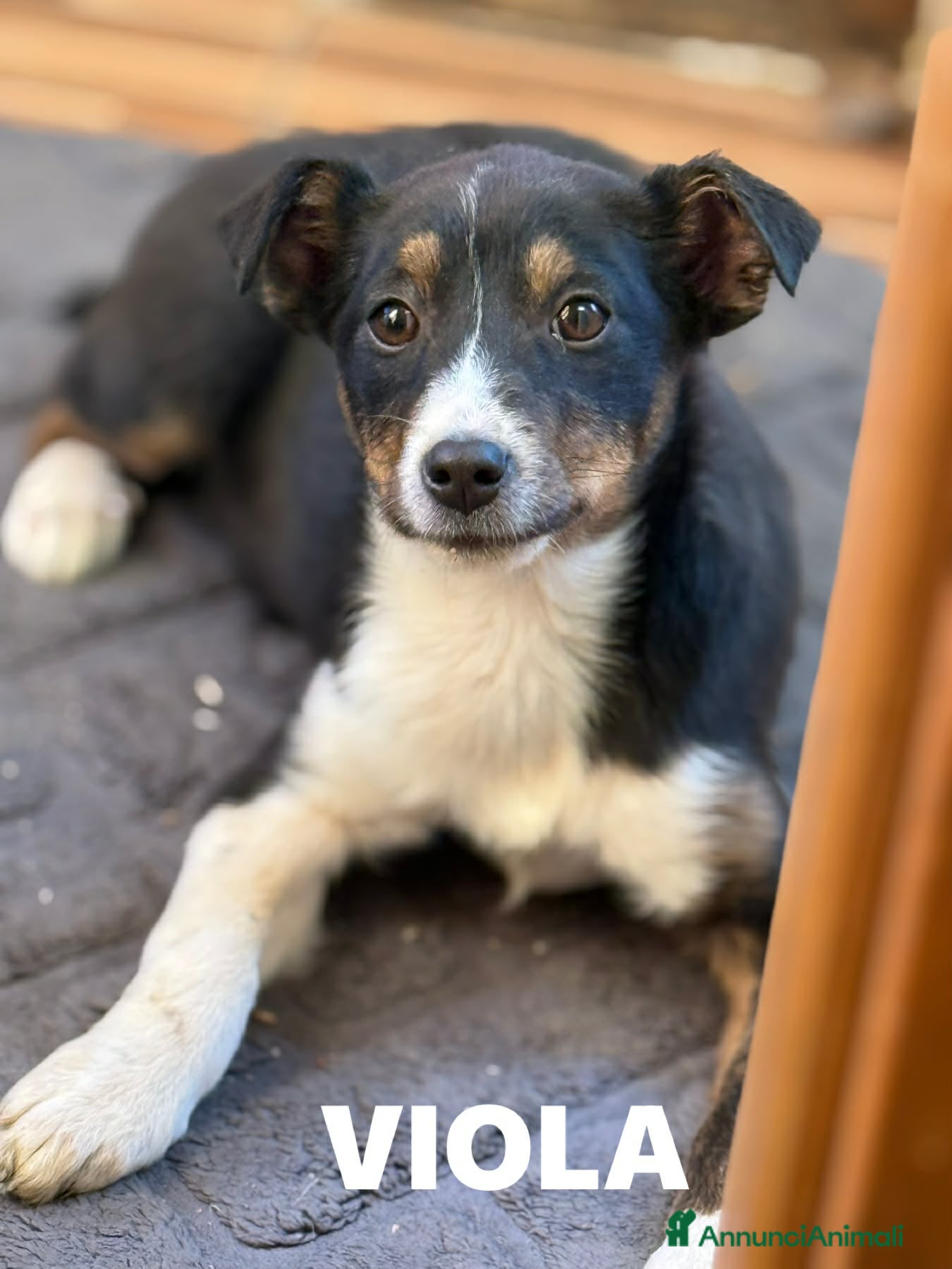 Meticcio cani VIOLA, cucciola bella come il sole! - Annuncio 36