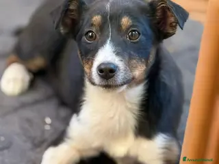 Meticcio cani VIOLA, cucciola bella come il sole! - Annuncio 33