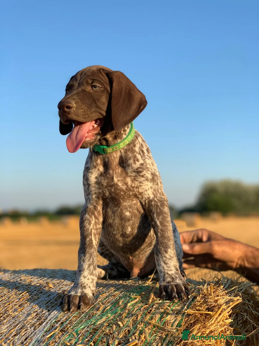 Bracco cani in vendita: Cucciolo Bracco Tedesco  a Provincia di Alessandria - Annuncio 2