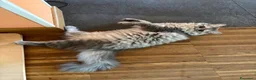 Persiano gatti in vendita: Dolce cucciola di persiano  - Annuncio 3