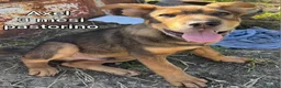 Meticcio cani in regalo: TROPPI CUCCIOLI ABBANDONATI  a Provincia di Verona - Annuncio 6
