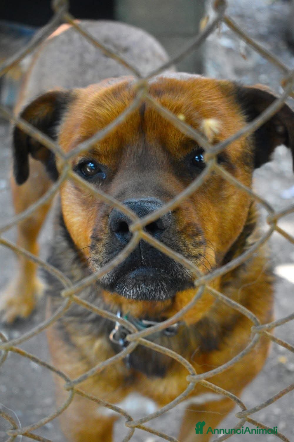 Meticcio cani ADOZ.DEL💔: cresciuto con bimbi,si sta spegnendo! - Annuncio 4