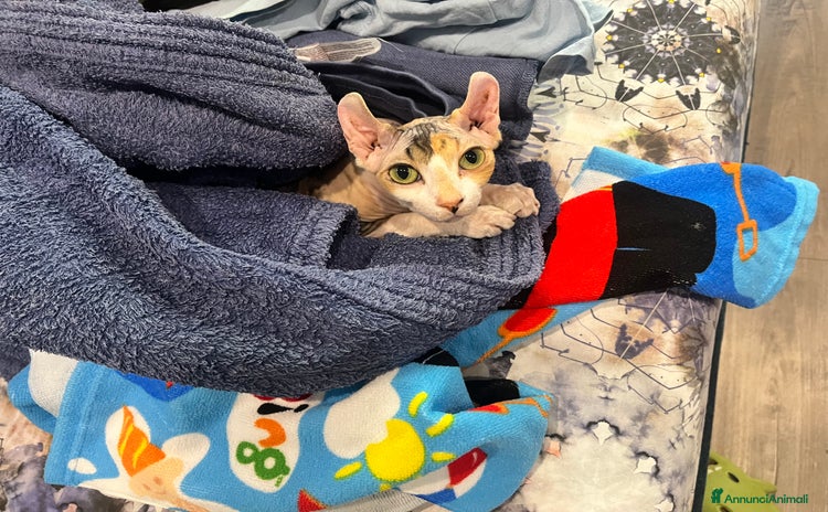 Sphynx gatti a Città Metropolitana di Torino - Annuncio 1