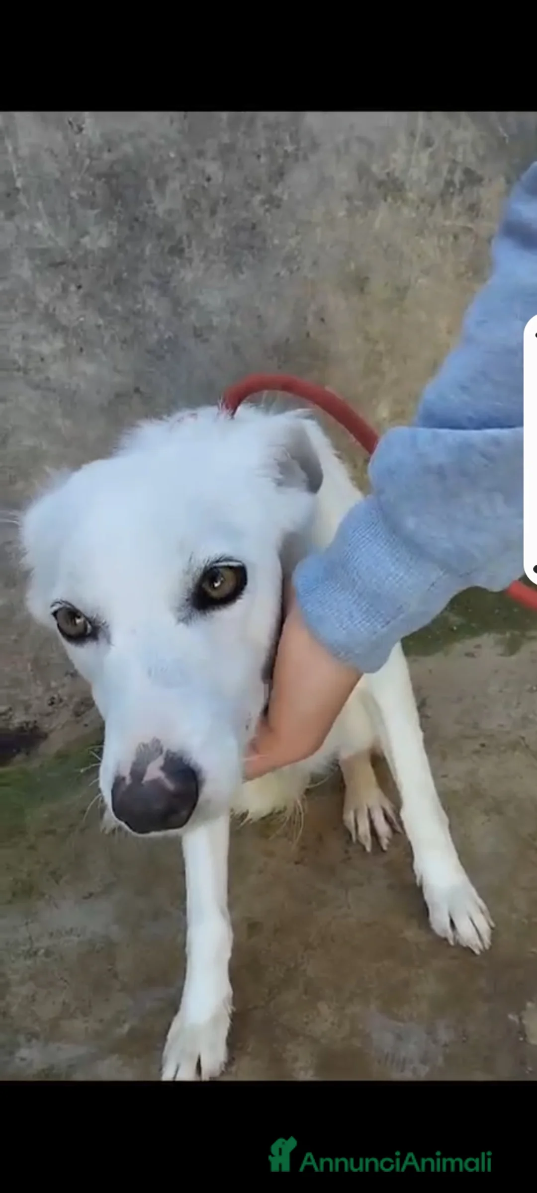 Meticcio cani in regalo: Bianca e grandi occhioni..torna in strada!PALERM0 a Città metropolitana di Milano - Annuncio 4