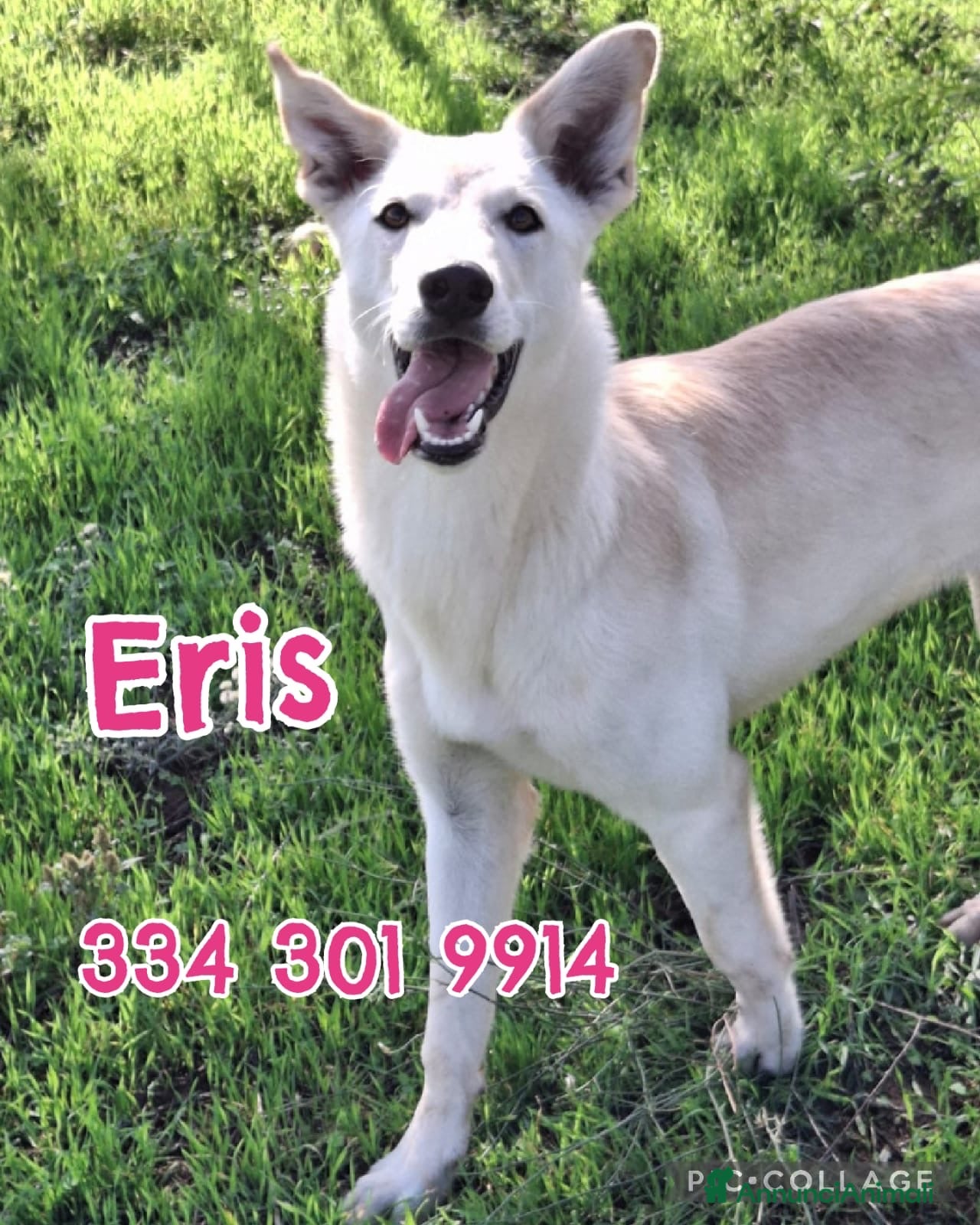 Meticcio cani ERIS 🩷 - cucciola che sta crescendo in rifugio 🥺 - Annuncio 33