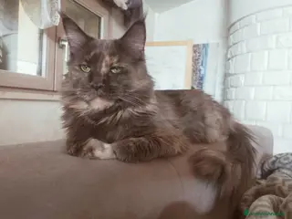 Maine Coon gatti Maschio Maine coon in vendita - Annuncio 1