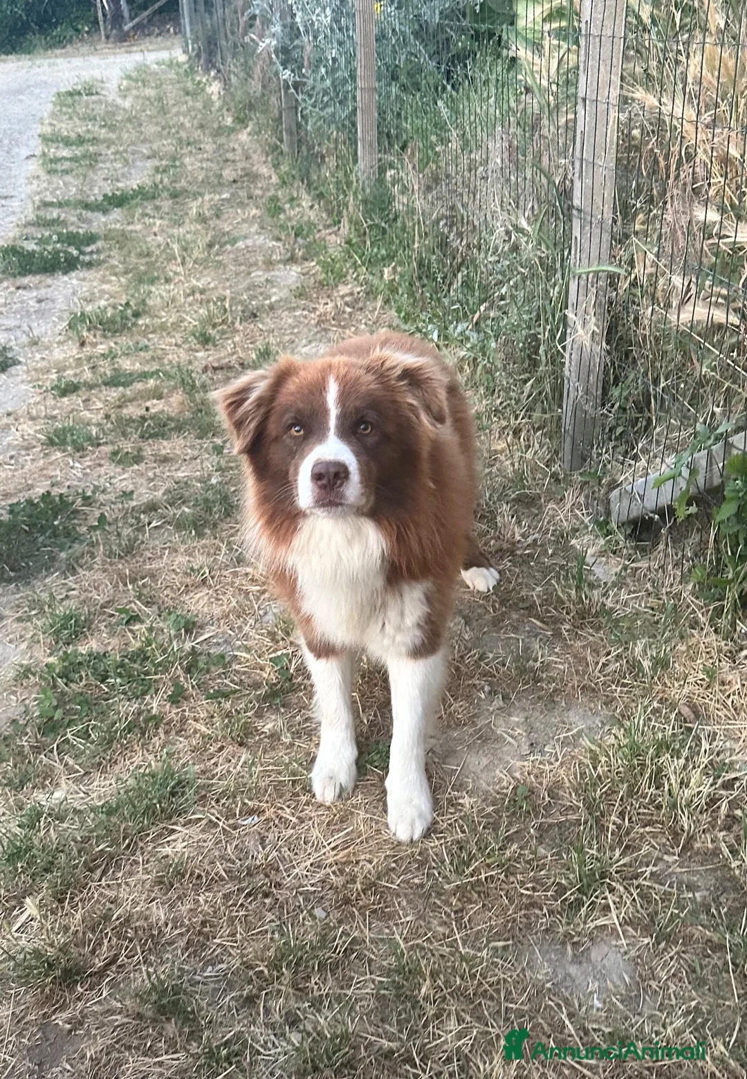 Border Collie cani in vendita: Border collie maschio - Annuncio 2