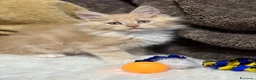 Maine Coon gatti in vendita: Cuccioli Maine Coon - Annuncio 7