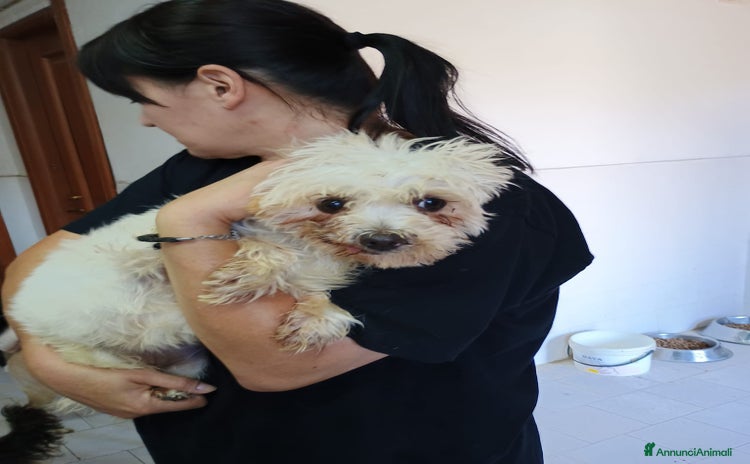 Maltese cani - Annuncio 1