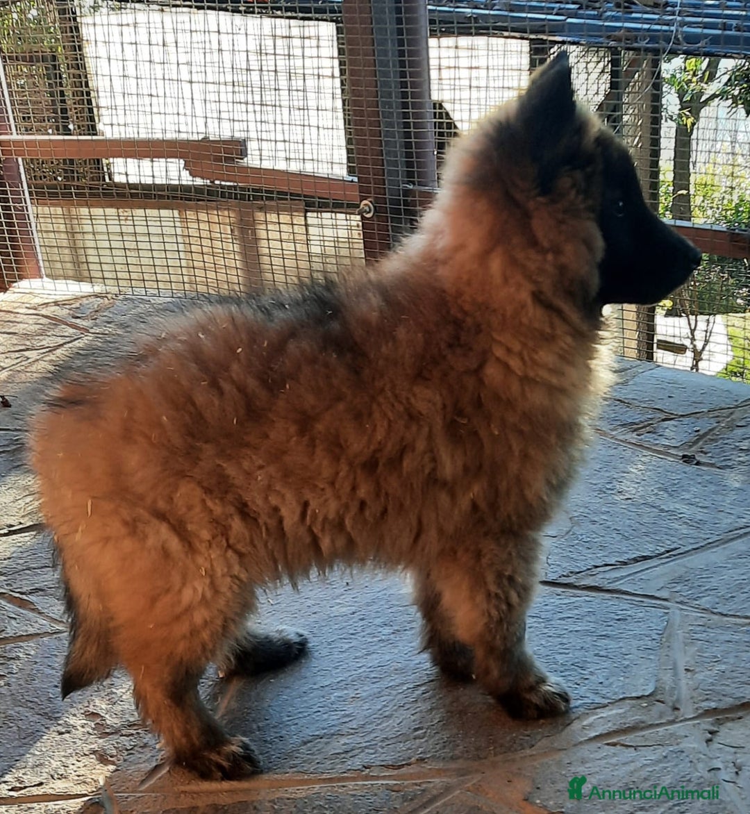 Pastore Belga cani in vendita: Cucciolo Pastore Belga Tervueren - Annuncio 5