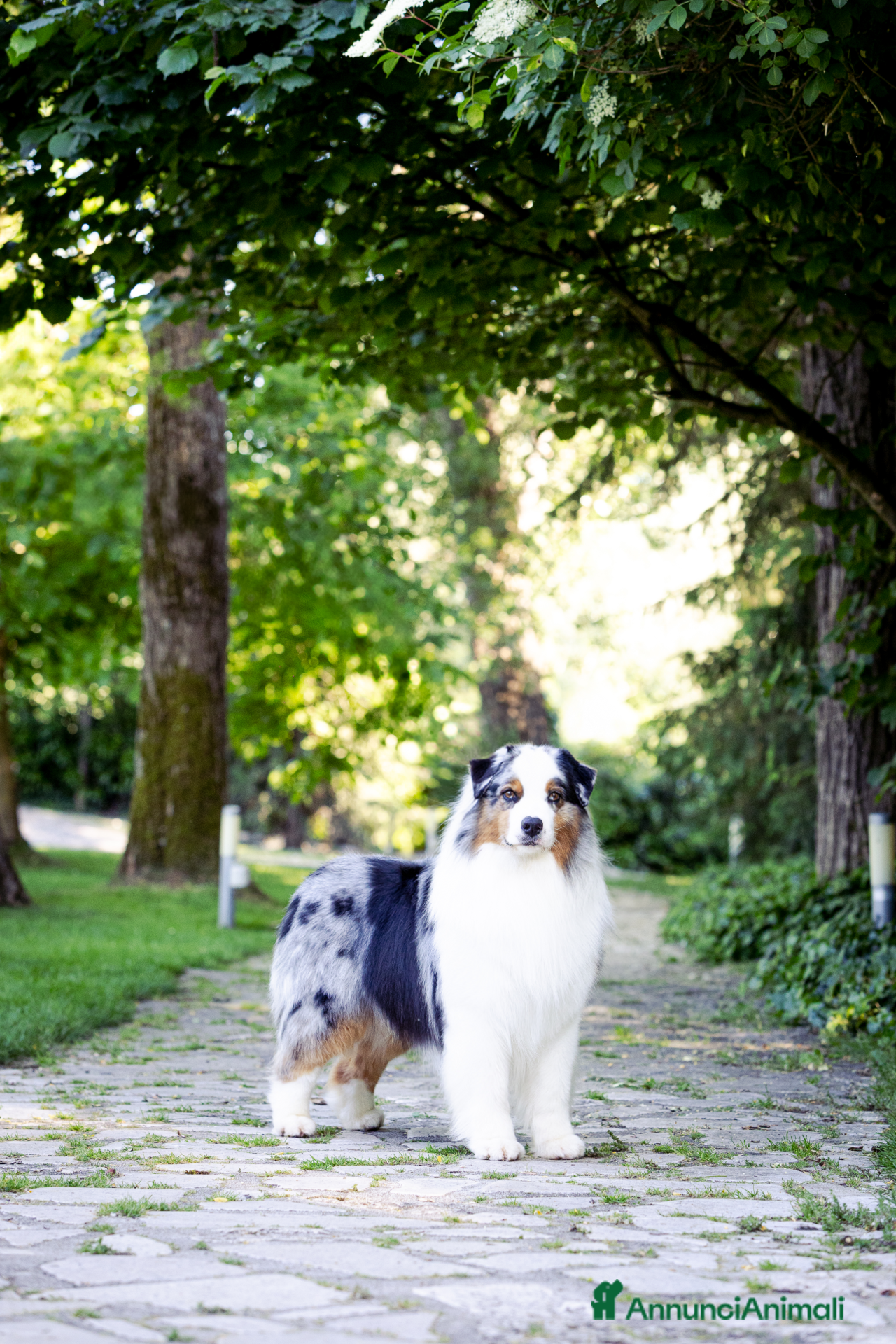 Australian Shepherd cani Pastore Australiano  - Annuncio 1