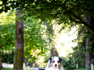 Australian Shepherd cani Pastore Australiano - Annuncio 1