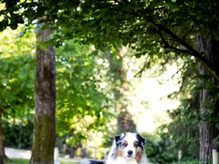 Australian Shepherd cani Pastore Australiano - Annuncio 23