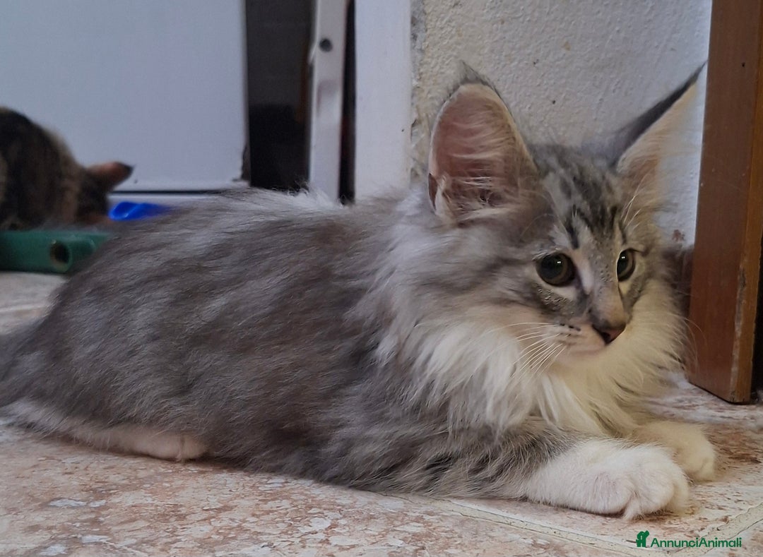 Norvegese gatti in vendita: Norvegesi cuccioli  - Annuncio 10