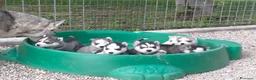 Husky cani in vendita: Cuccioli siberian husky  - Annuncio 12
