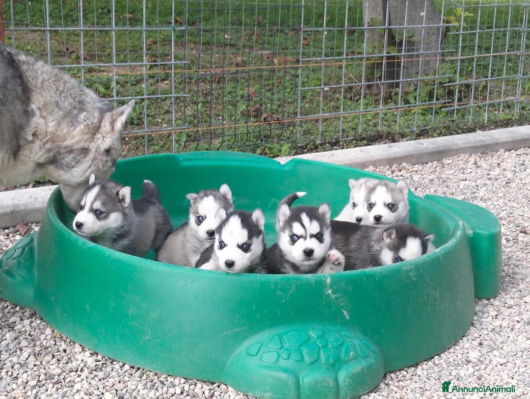 Husky cani in vendita: Cuccioli siberian husky  - Annuncio 12