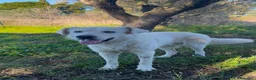 Meticcio cani in regalo: GUÈ 💙-cucciolo timido, ma allegro e giocherellone - Annuncio 4
