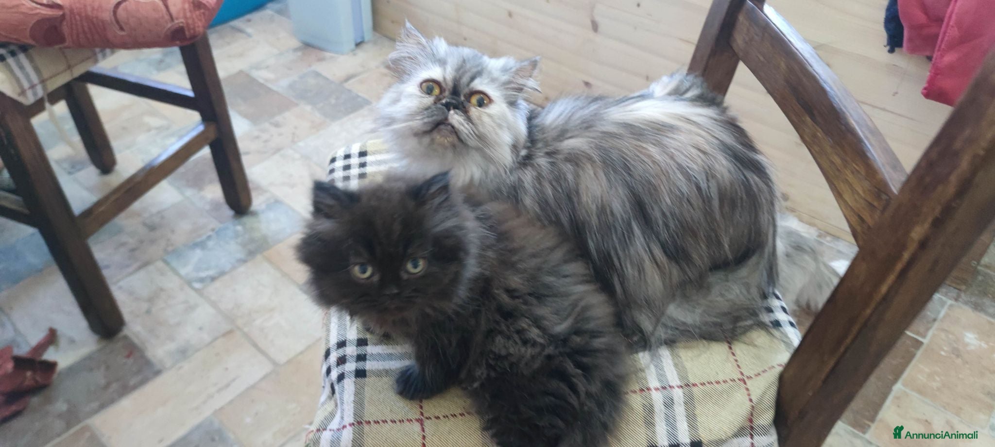 Persiano gatti Persiano - Annuncio 1