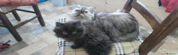 Persiano gatti in vendita: Persiano - Annuncio 4