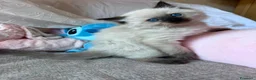 Ragdoll gatti in vendita: Cuccioli Ragdoll disponibili a Città metropolitana di Messina - Annuncio 23