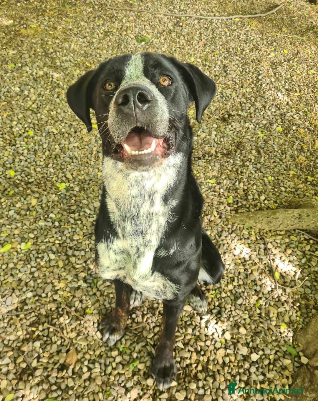 Meticcio cani in regalo: KATY, cucciolona SUPER SIMPATICA! - Annuncio 6