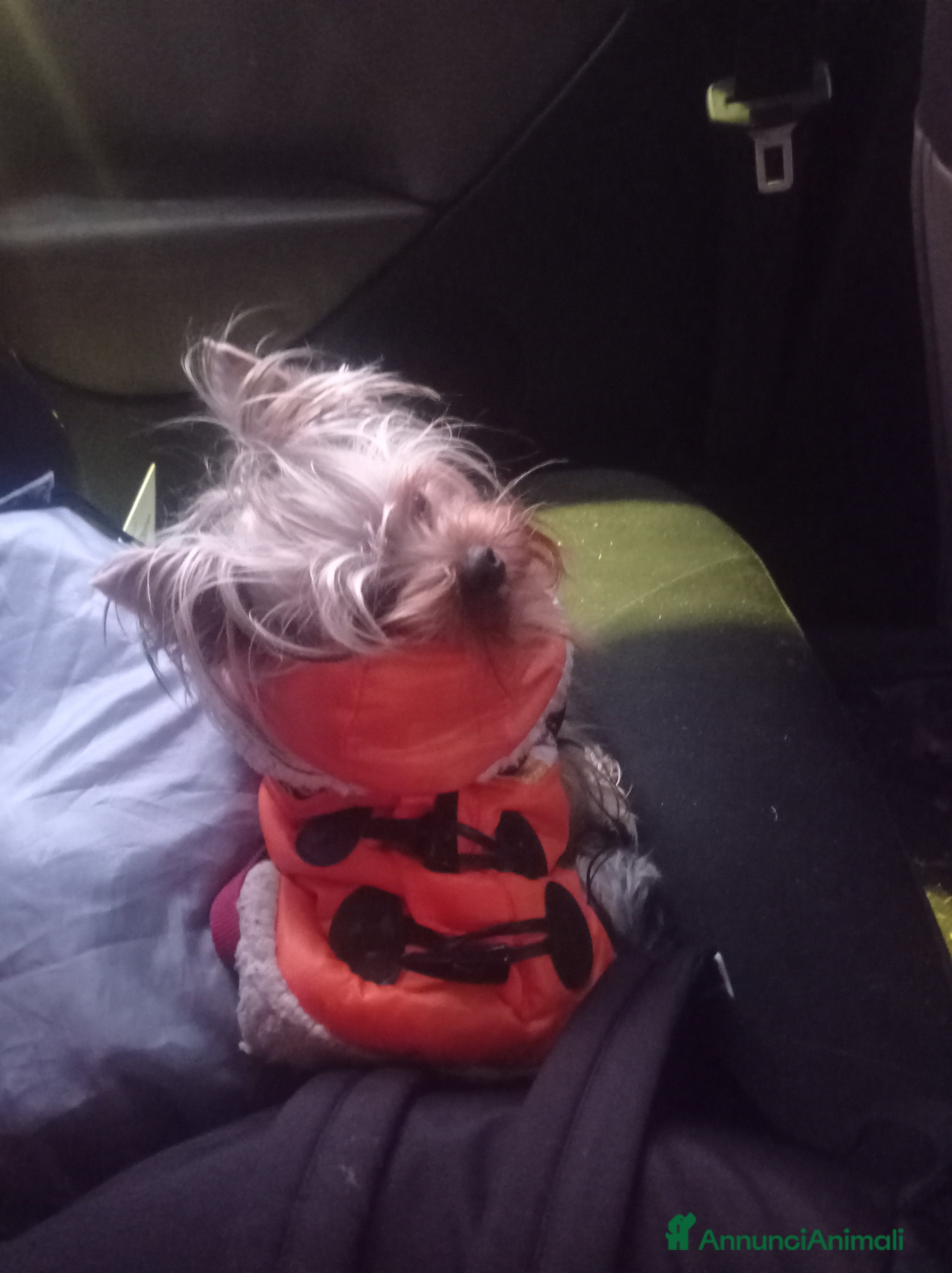 Yorkshire cani Cerco compagna  - Annuncio 1