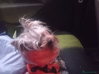 Yorkshire cani Cerco compagna - Annuncio 10